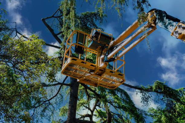 Why Choose Our Tree Removal Services in Land O Lakes, FL?