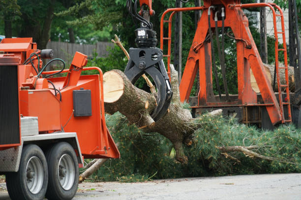  Land O Lakes, FL Tree Services Pros