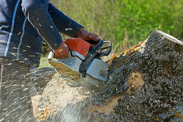 Best Root Management and Removal  in Land O Lakes, FL