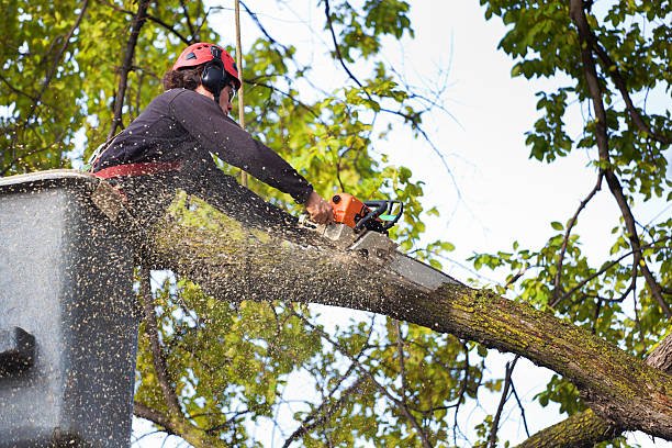 Best Tree Trimming and Pruning  in Land O Lakes, FL