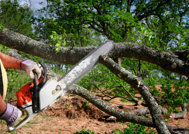 Best Tree Mulching  in Land O Lakes, FL